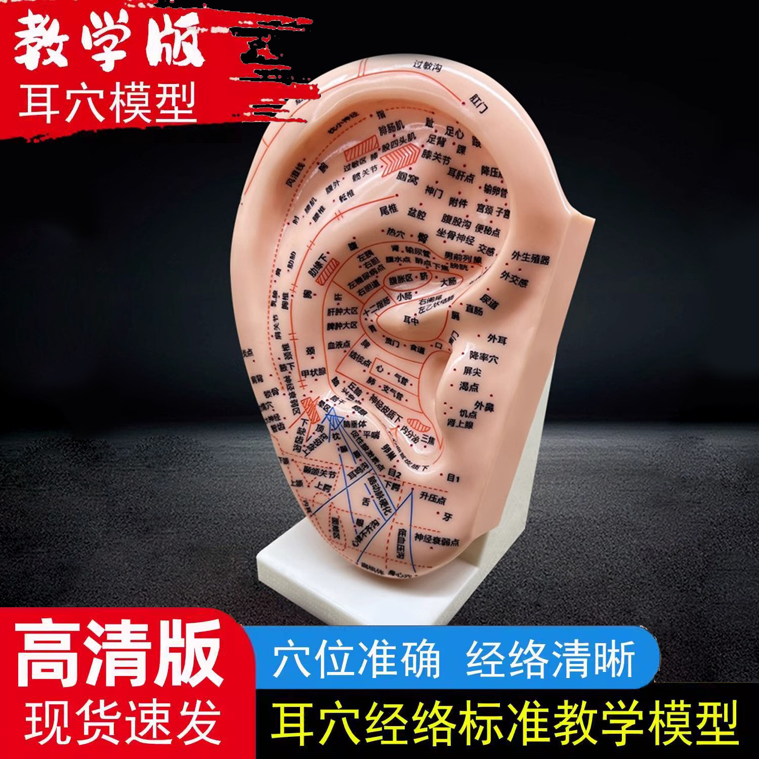 教学版耳穴模型多穴位针灸耳朵穴位模型耳穴模具特大耳模型带支架