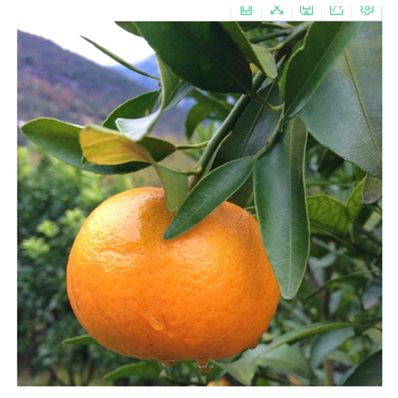碰柑苗嫁接全攻略:新手也能种出甜到心坎的柑橘树!🍊-插花培训-淘宝百科网