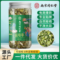 Nanjing Tong Ren Tang Motherwort impurity-free powder new arrival Motherwort tea womens tea substitute tea one piece drop shipping