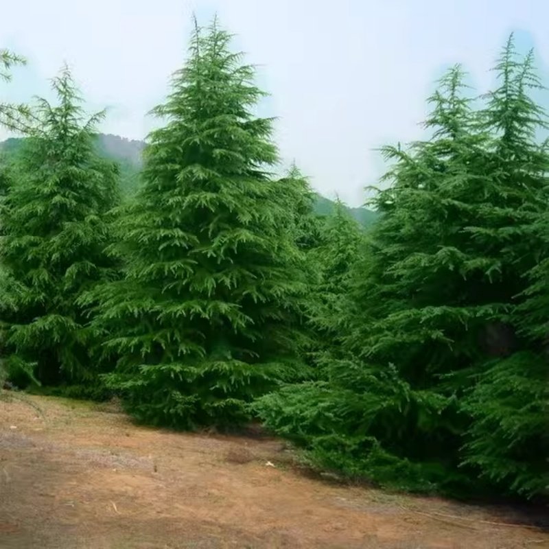 🎄雪松树苗小苗圣诞树四季常青宝塔松耐寒绿化松树苗，打造你的私人绿洲！-行道树-淘宝好物网