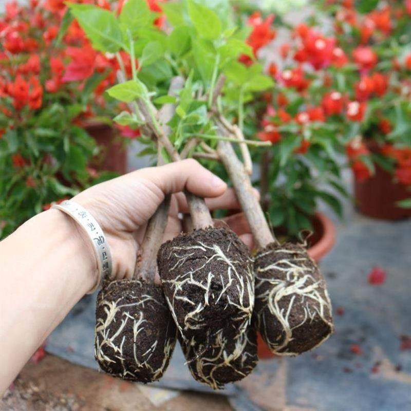 三角梅：攀缘花丛中的四季奇观