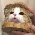喵爪精选小屋