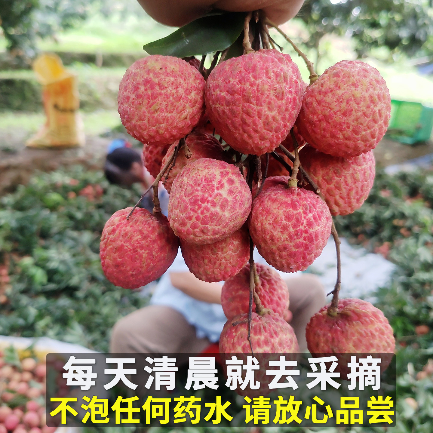 白糖罂荔枝广东茂名高州现摘现发!5斤整箱顺丰包邮,甜到心尖尖上!-荔枝-淘宝好物网