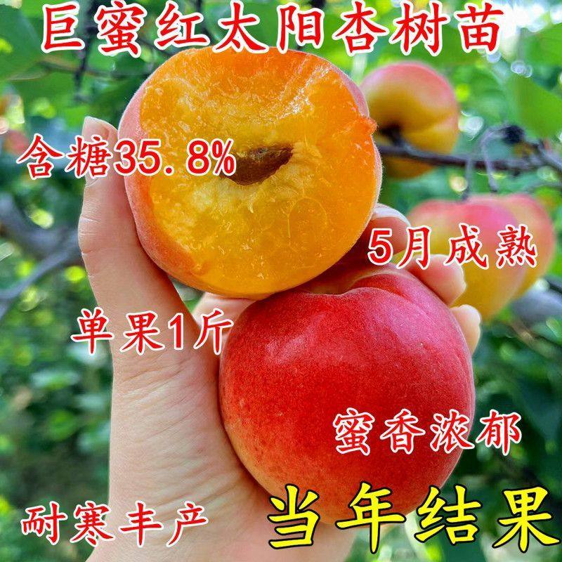 帝王杏凯特杏:特大超甜巨蜜红太阳杏树,耐寒耐热的新品种!🌞🍎-果树种子-淘宝百科网
