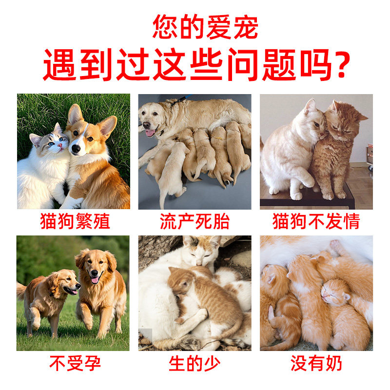 什么狗狗最适合新手养？从2026宠物消费趋势说开去