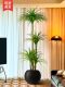 Simulated Plant Dragon Blood Tree Interior Decoration Classy Accessible Luxury Plant Potted High Quality Imitation Green Plant Floor-Standing Tree