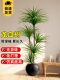 Simulated Plant Dragon Blood Tree Interior Decoration Classy Accessible Luxury Plant Potted High Quality Imitation Green Plant Floor-Standing Tree