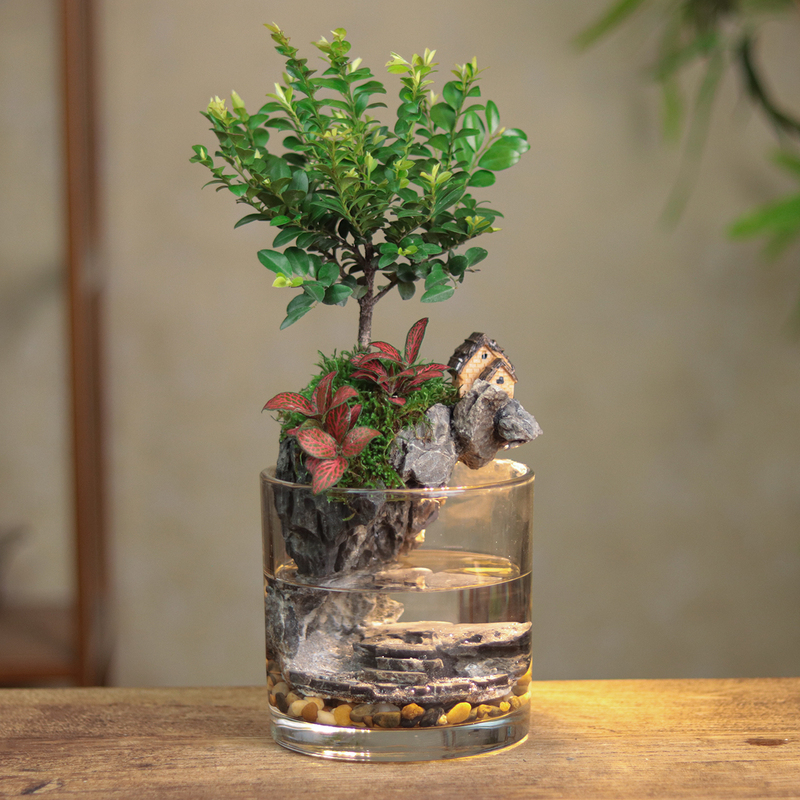 【Retreat】Small Leaf Rosewood Brings Wealth and Creates a Micro-Landscape in an Ecological Tank, Indoor 12*12cm Fish Tank with Lights 【Retreat】Small Leaf Rosewood Brings Wealth and Creates a Micro-Landscape in an Ecological Tank, Indoor 12*12cm Fish Tank with Lights