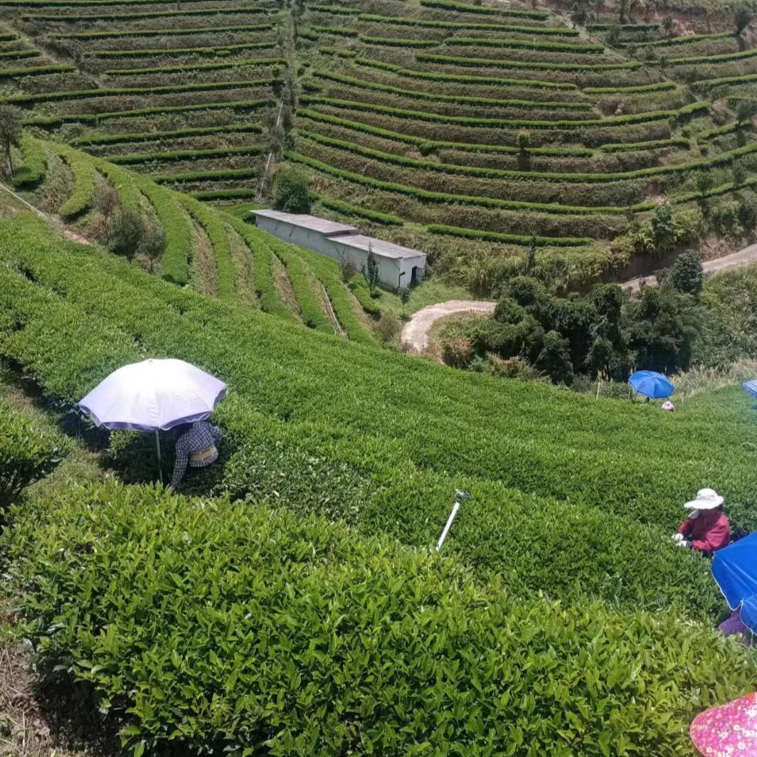 虹樽堂茶叶旗舰店