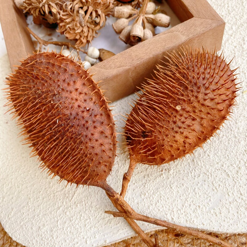 【Spiny Fruit Tree】Stone Lotus Seed Bodhi Pod Eagle Leaf Thorny Bean Pod Large Spiny Fruit Tree Seed Pod Plant Dried Fruit 【Spiny Fruit Tree】Stone Lotus Seed Bodhi Pod Eagle Leaf Thorny Bean Pod Large Spiny Fruit Tree Seed Pod Plant Dried Fruit