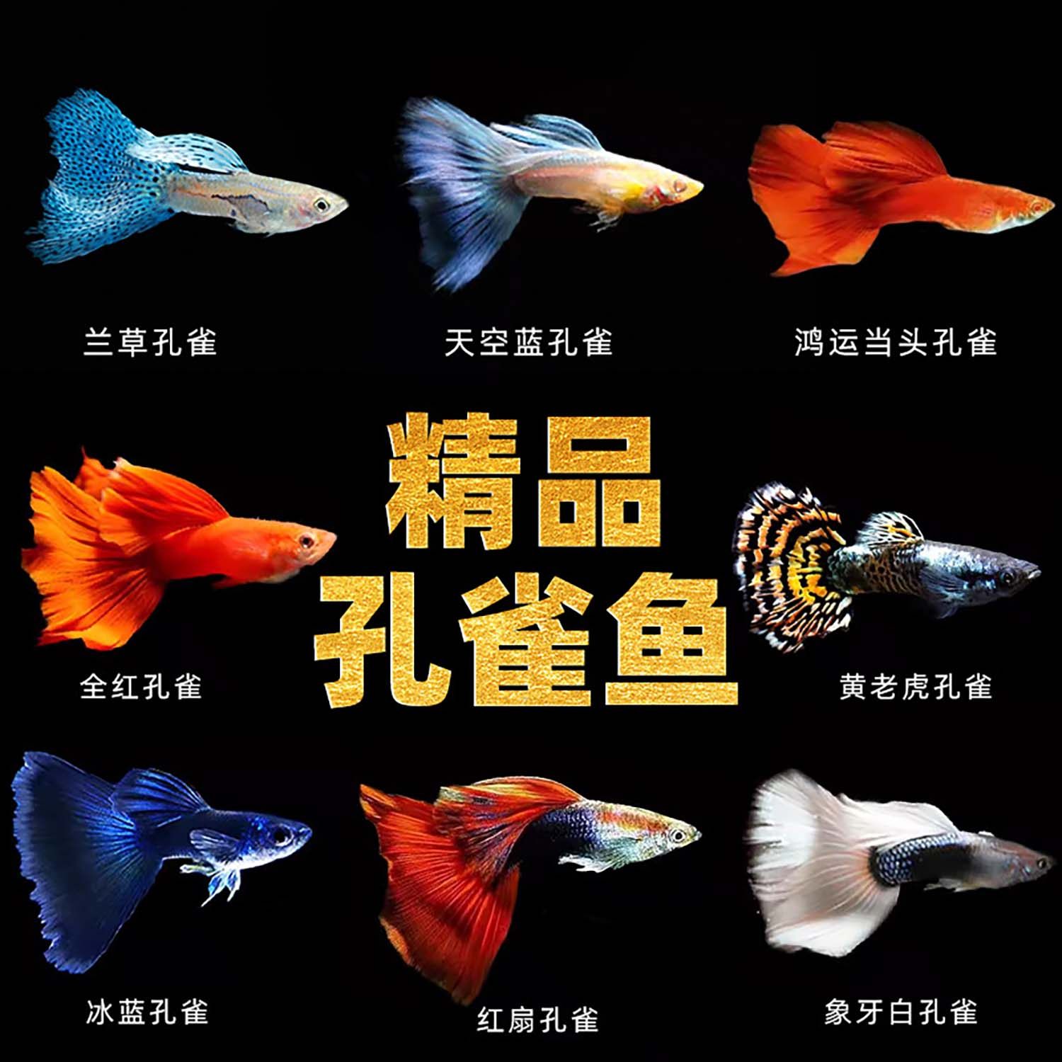 🌊 亲民价入手，高颜值孔雀鱼！观赏鱼新手必入好养耐活的热带小精灵🐠-鱼-淘宝好物网, image size:1500x1500