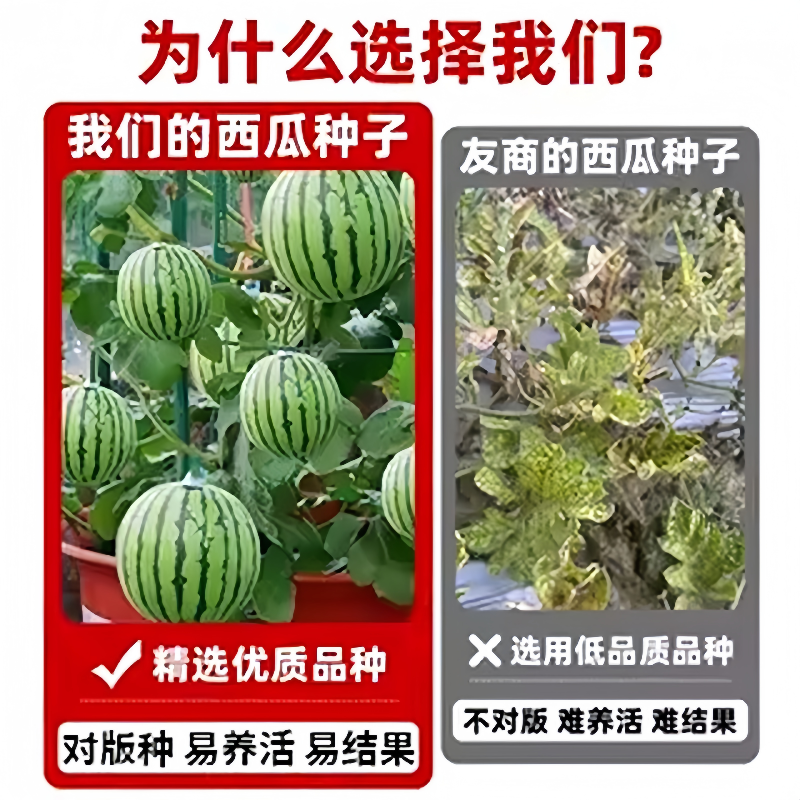 什么类型的黑皮无籽西瓜种子最适合阳台种植？