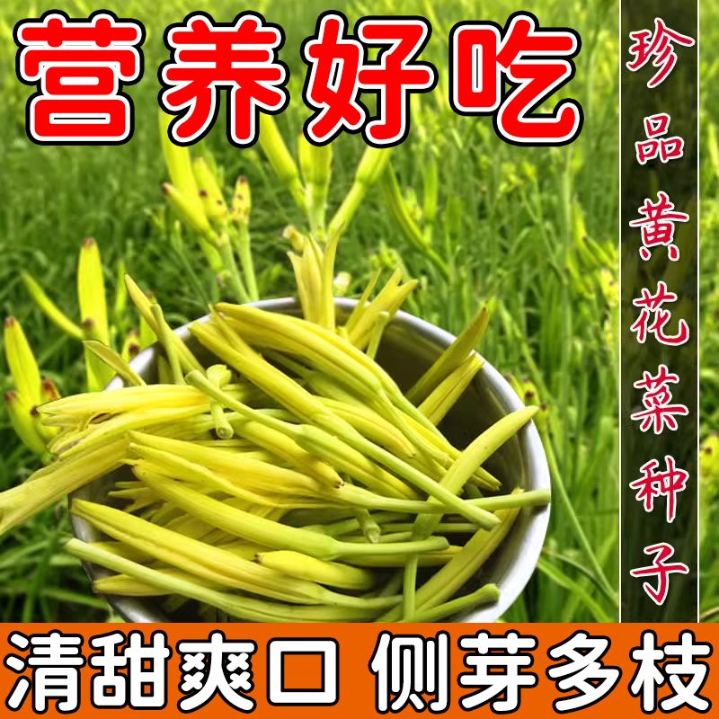 黄花菜种子，南方金针菜的种植秘密大揭秘！-食虫植物-淘宝好物网