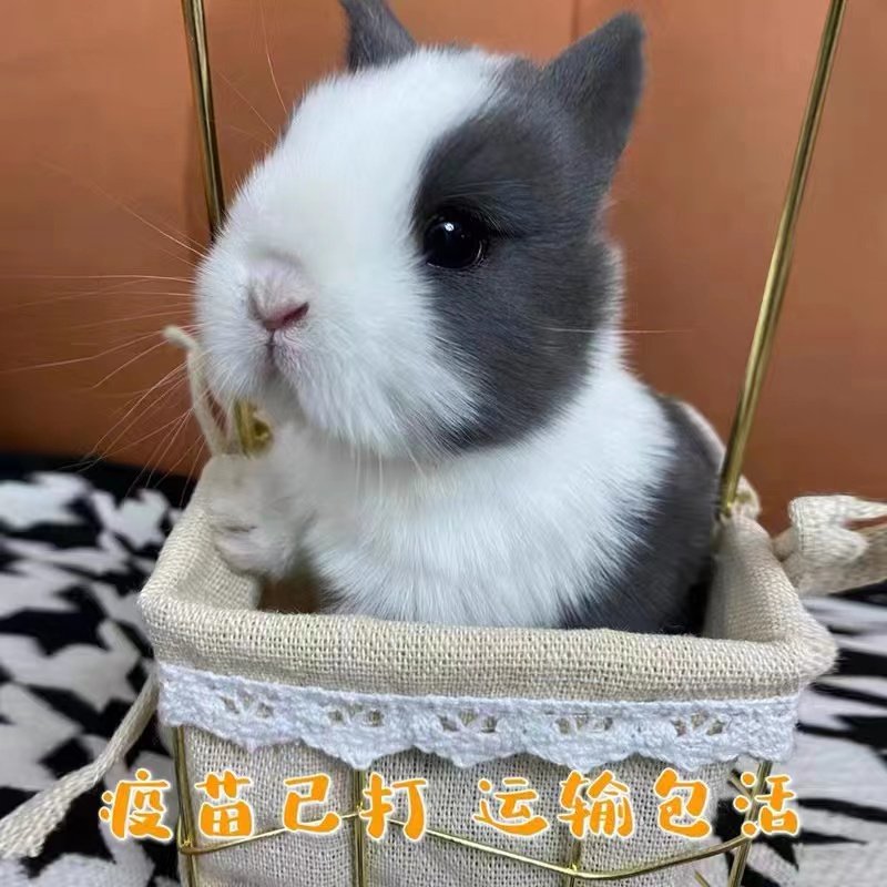 兔子活物长不大迷你侏儒猫猫兔荷兰垂耳小兔活体幼崽家养宿舍宠物,萌翻你的小心脏!-兔-淘宝好物网
