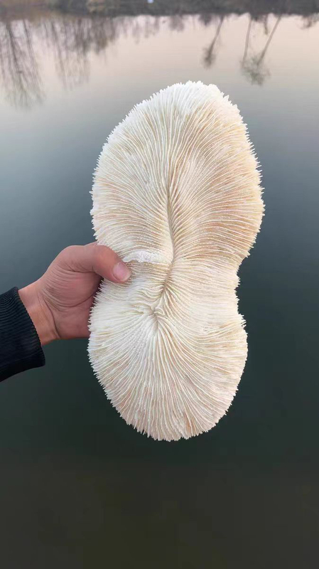 Natural White Coral Long-Shaped Treasure Bowl Sea Chrysanthemum Sea Mushroom Shell Fish Tank Landscaping Decoration Treasure Bowl Ornament