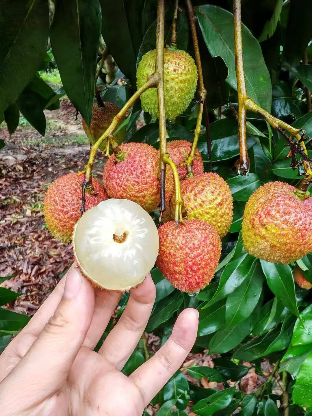 高州根子荔枝大王