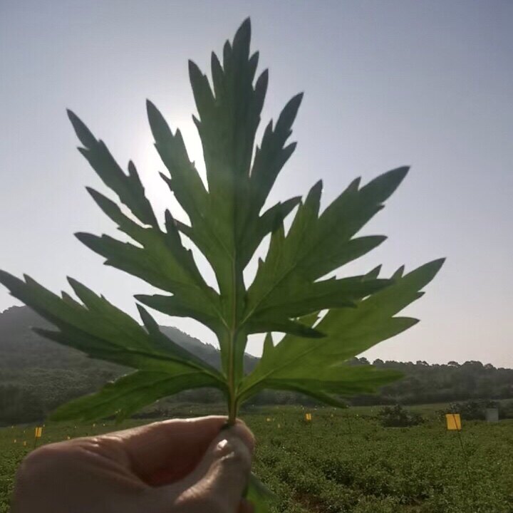 崔老师的铺子