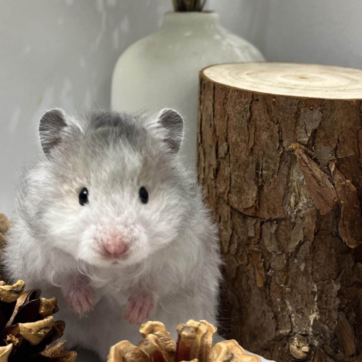 🏠金华哪里买宠物？七巧稚金丝熊，让你心动！💖-宠物-淘宝好物网