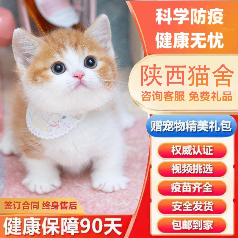 现货中华田园猫橘猫狸花猫三花猫奶牛猫黑猫白猫狸花猫幼崽活物：萌宠来