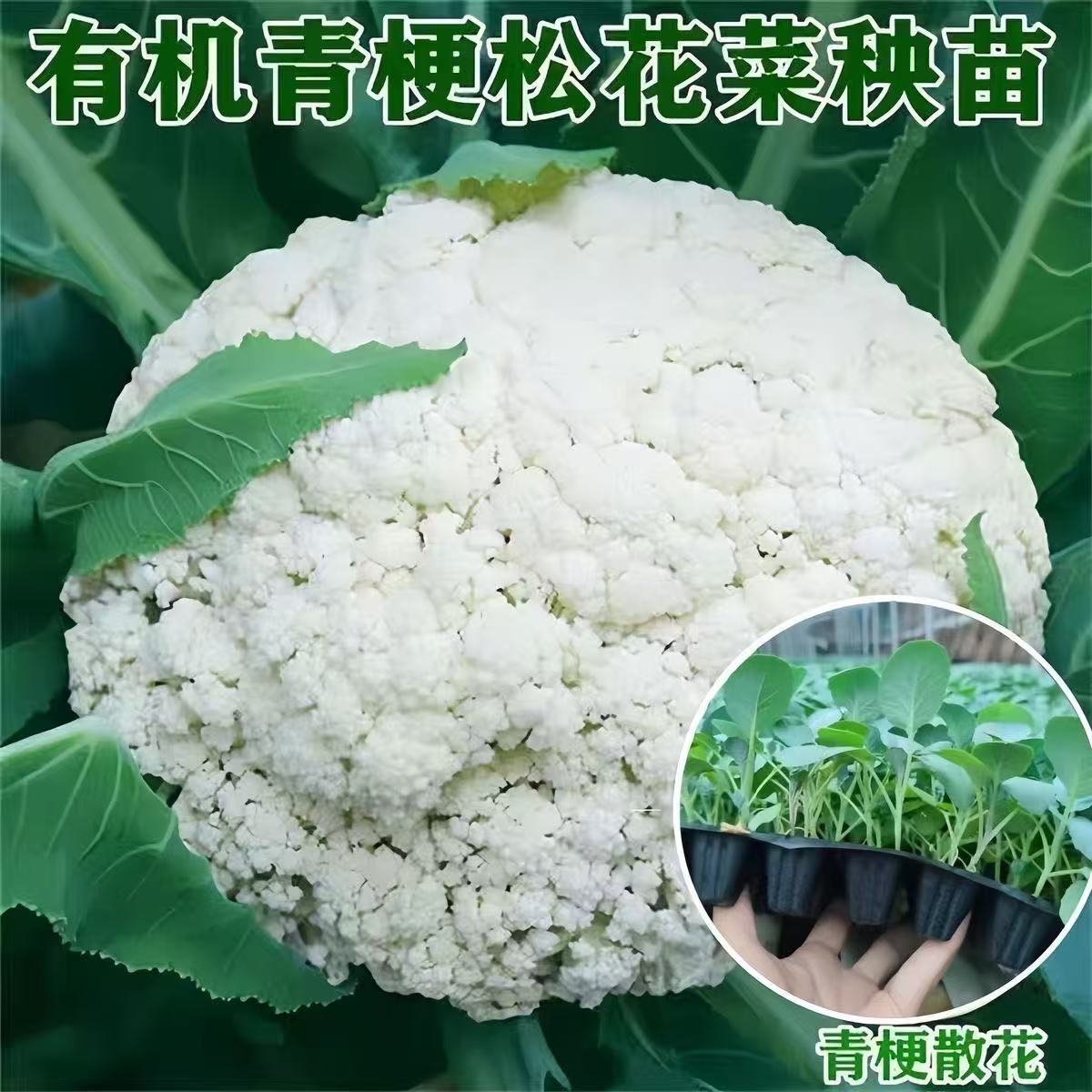 寿光景点推荐：山东必打卡的生态文旅宝藏地！