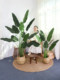 Artificial Green Plant Traveler's Banana Fake Tree Potted Plant Bionic Plant Bird of Paradise Indoor Floor Decoration Landscaping Ornament