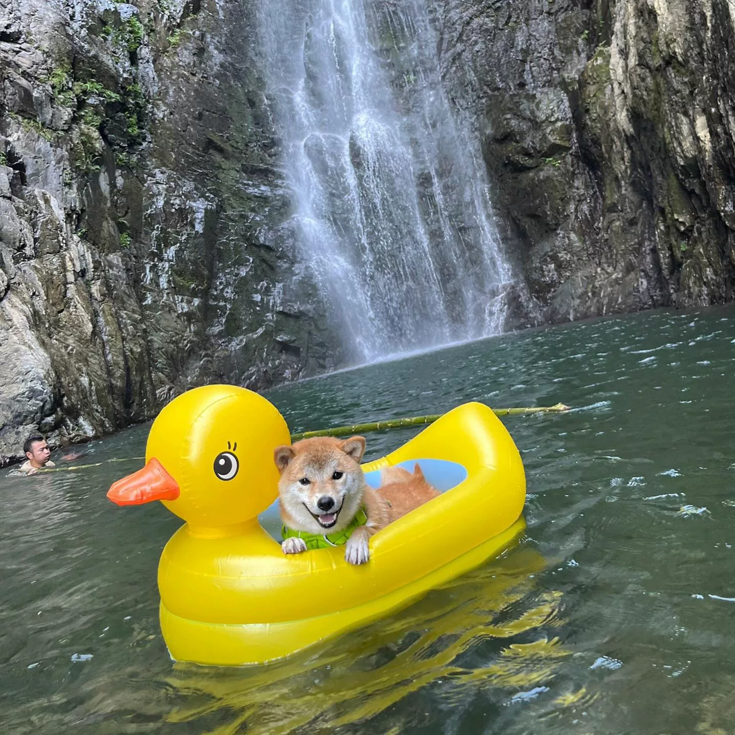Водный поплавок на руку B.Duck, надувной круг для плавания с ручкой для питомца