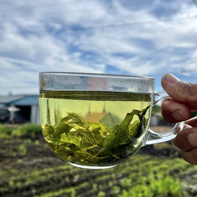 Acanthopanax young leaf tea fresh green healthy eleuthero tea (4g*10) 4 boxes