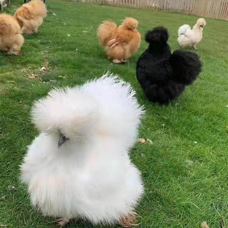 🐥👑纯种波兰鸡大帽子鸡红黑花纹宠物鸡，带回家的贵族体验！-鸟-淘宝好物网