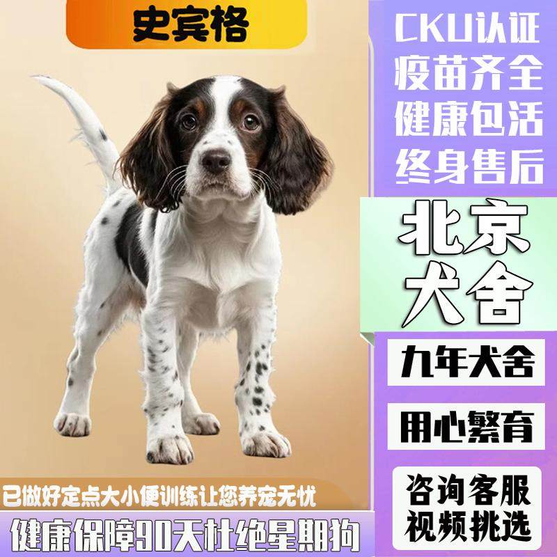 史宾格犬幼犬,家庭宠物的新宠儿?🐾全面解析与推荐-狗狗-淘宝好物网