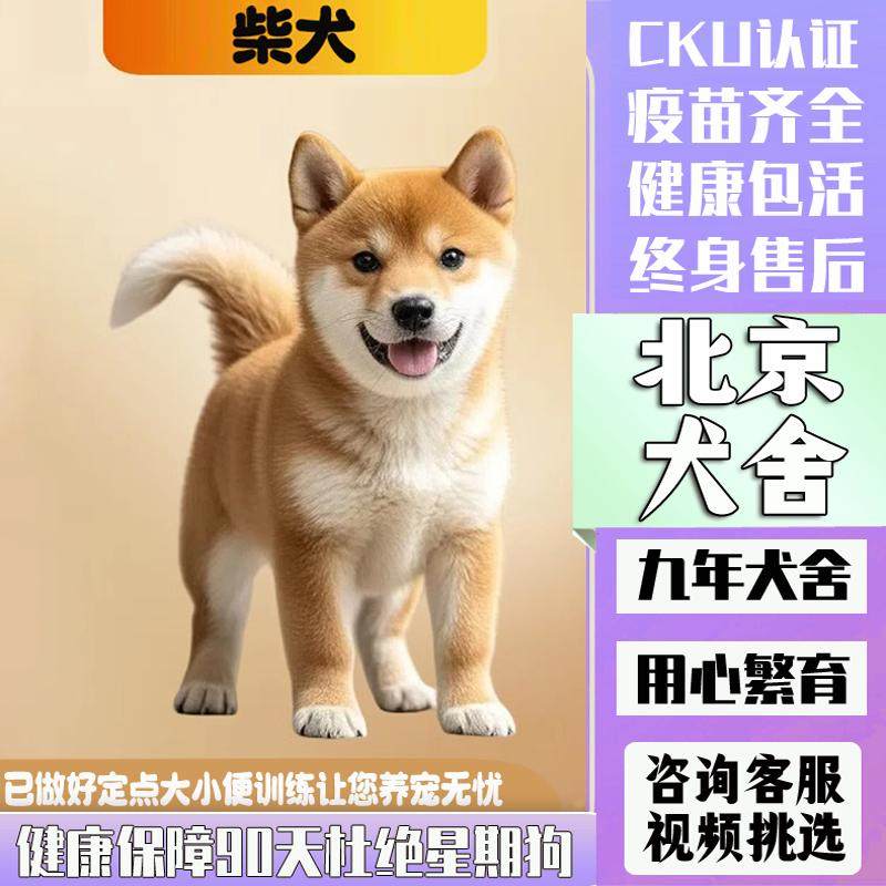 日本柴犬幼犬,纯种赤黑柴豆柴,双血统的魅力在哪里?🐾-狗狗-淘宝好物网