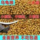 ອາຫານເຕົ່າ, ອາຫານເຕົ່າ snapping, stone money turtle feed, turtle food, the Brazilian turtle feed, small turtle feed, turtle food, universal