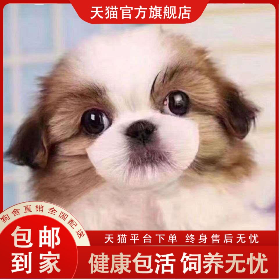 超萌小型犬种大揭秘：田园蝴蝶犬、狮子犬、哈巴狗，谁是你的心头好？🐾-狗狗-淘宝百科网