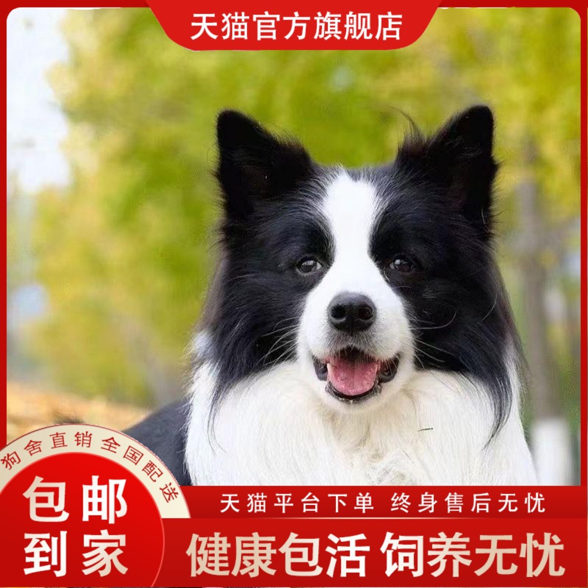 边牧幼犬真狗！两个月黑白金边狗狗太萌了！边境牧羊犬养成攻略来啦！-狗狗-淘宝好物网, image size:1200x1200