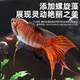 ອາຫານປາພິເສດຂອງຈີນສໍາລັບປາຕໍ່ສູ້, ຫາງມ້າເຄິ່ງເດືອນຂອງໄທ, ອາຫານປາທົ່ວໄປ, ອາຫານປານ້ອຍ, ອາຫານປາລອຍ