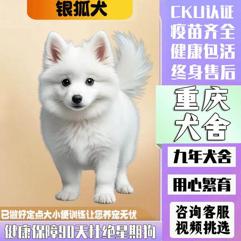 重庆犬舍纯种银狐犬幼犬,日本尖嘴犬的魅力在哪里?-狗狗-淘宝好物网