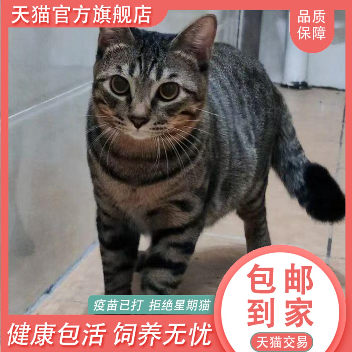 中华田园猫农村土猫：正宗家养三花猫幼崽，捕鼠小能手，萌翻你的生活