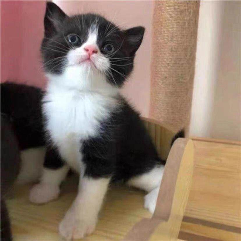 超萌三花猫幼崽大揭秘！中华田园猫正宗版，便宜又可爱，养一只回家吧