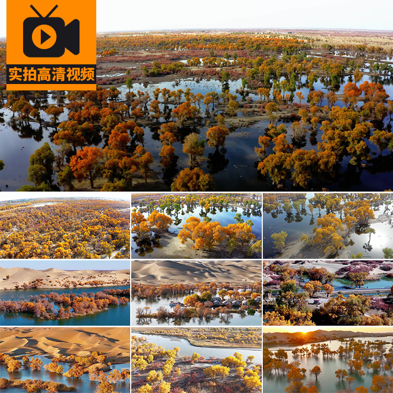 4K Aerial Photography of Tariq Huangyang Forest Golden Autumn Natural Scenery Tourism Desert Real Shot High-Definition Video Footage 4K Aerial Photography of Tariq Huangyang Forest Golden Autumn Natural Scenery Tourism Desert Real Shot High-Definition Video Footage