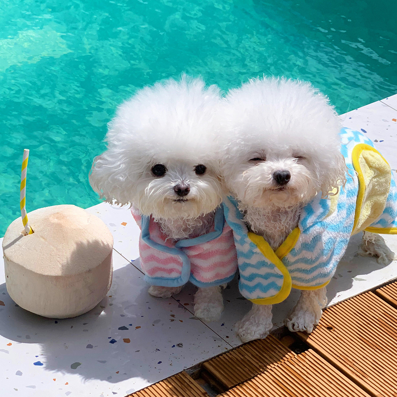 Pet Bathrobe, Dog Absorbent, Quick-Drying, Thickened Towel, Special Bath and Swimming Towel for Small and Medium-Sized Dogs, Teddy and Bichon Pet Bathrobe, Dog Absorbent, Quick-Drying, Thickened Towel, Special Bath and Swimming Towel for Small and Medium-Sized Dogs, Teddy and Bichon