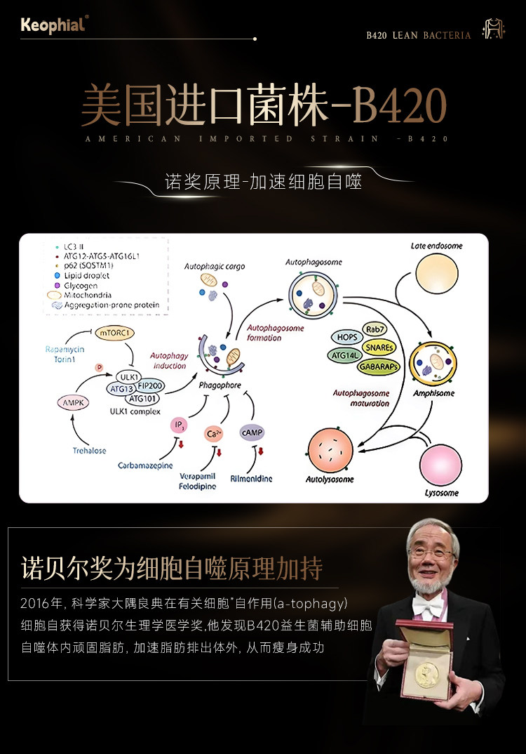 【中國直郵】 KEOPHIAL B420益生菌減肥排油燃脂瘦全身肚子大肚腩減小腹提升代謝20粒 一盒裝