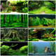 New Fish Tank Background Sticker 3D Stereo High-Definition Picture 5D Aquarium Green Plant Landscaping Decorative Glue Self-Adhesive Mural