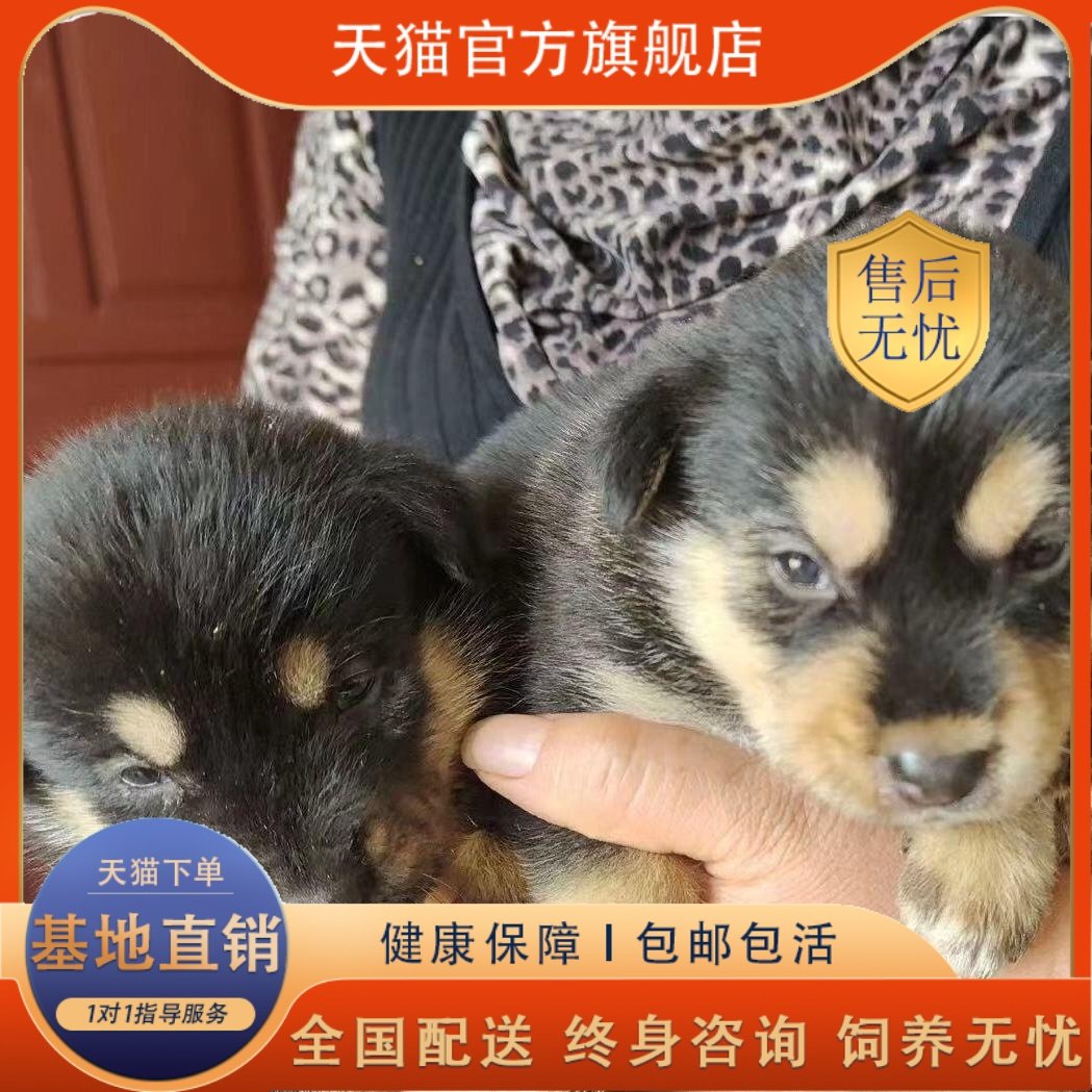 25年必买！四眼铁包金银活物土狗幼崽｜超萌黑狗包邮好养，田园风神兽种草-狗狗-淘宝好物网, image size:1049x1049