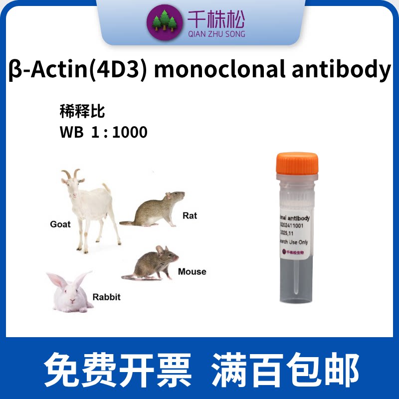 &beta;-Actin(4D3) monoclonal antibody/WB/IHC/IF/IP/鼠单抗