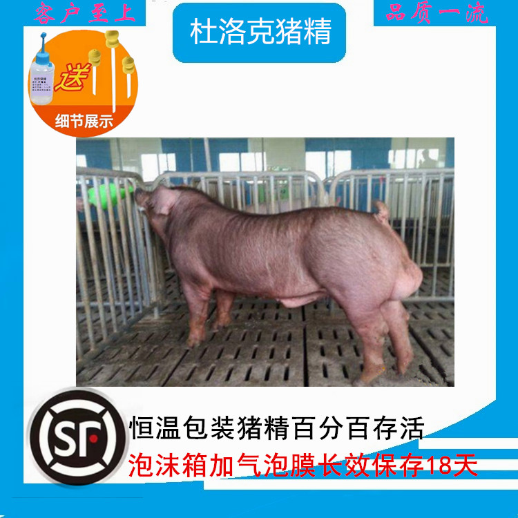 牛世界精猪　 牛世界精猪 fr080125-bl6.jpg