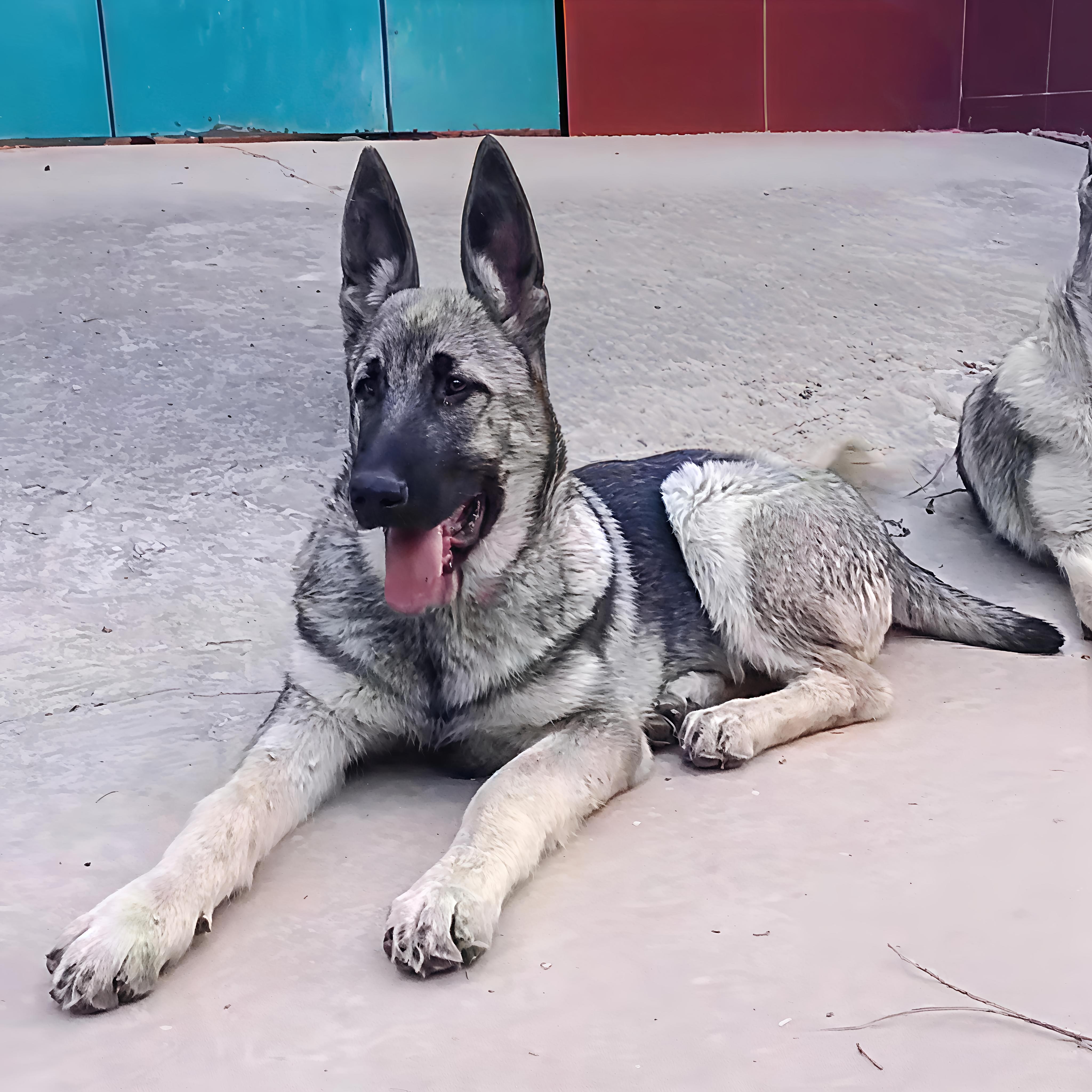 大型看家神器,狼青犬幼犬🐾-狗狗-淘宝好物网