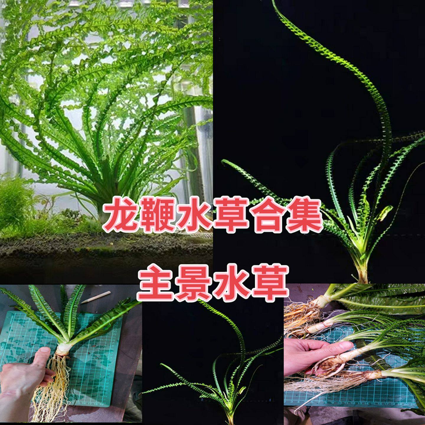 🌿细叶龙鞭草 - 美化鱼缸的完美之选🐟-水草-淘宝好物网