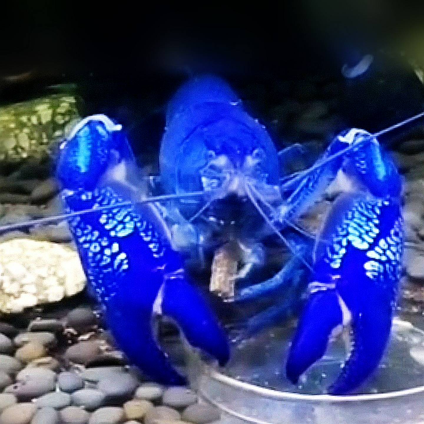 稻田里的秘密花园：小龙虾高效种养全攻略