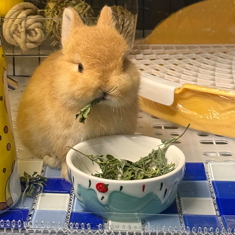 New favorite pet food bowl: rabbit food bowl, ceramic anti-knocking hit ...
