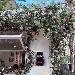 Artificial Plastic Flower Vines for Arches, Wall Landscaping, Greenery, Balcony, Air Conditioning Ducts, Decorative Flower Wall
