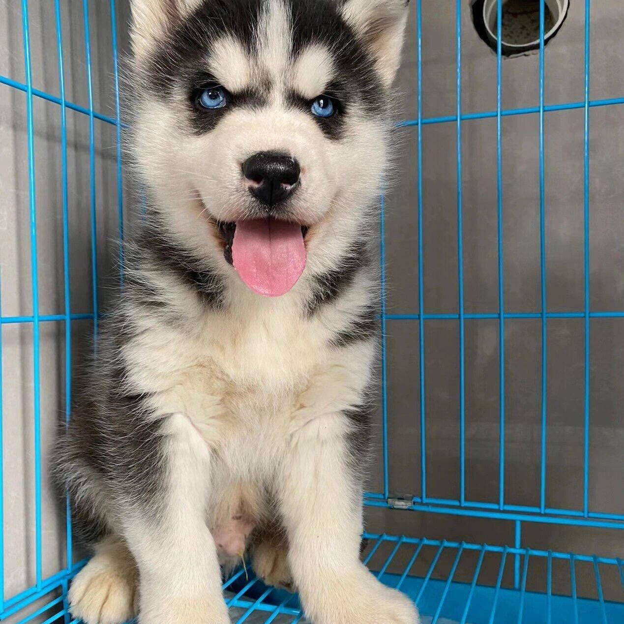 萌派e族：小奶狗boy的成长日记_手机凤凰网, image size:1269x1269